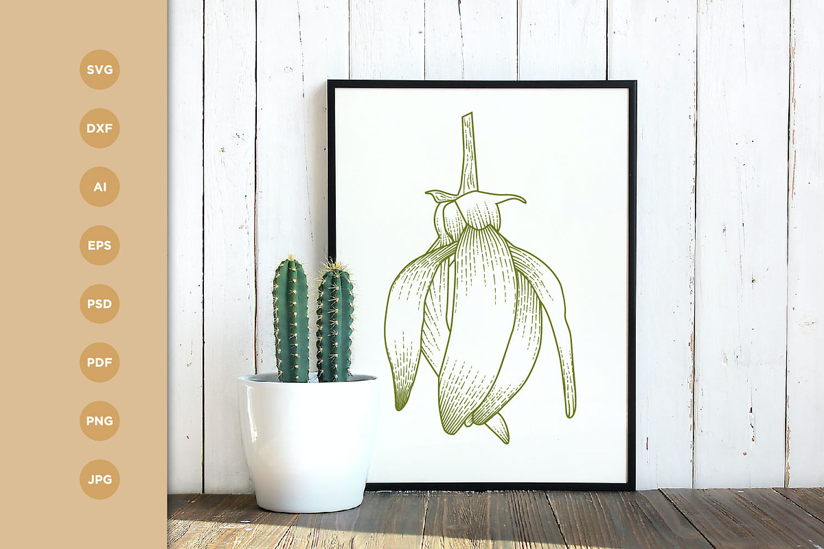 Ylang Ylang flower engraving style, a Healthcare Illustration by vectorartificer (Photo 2 of 5)