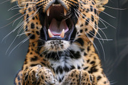 236 surprised animals, an Animal Photo by Handmadefont (Thumbnail 80 of 241)
