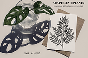 Adaptogenic Plants Vector Collection, a Healthcare Illustration by Yevheniia (Thumbnail 2 of 9)