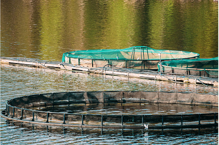 Fisheries, Fish Farm In Summer Lake, a Nature Photo by Our Amazing World