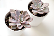 Purple Succulents & Neutrals, a Cups & Container Mockup by Greenleaf Images (Thumbnail 3 of 6)