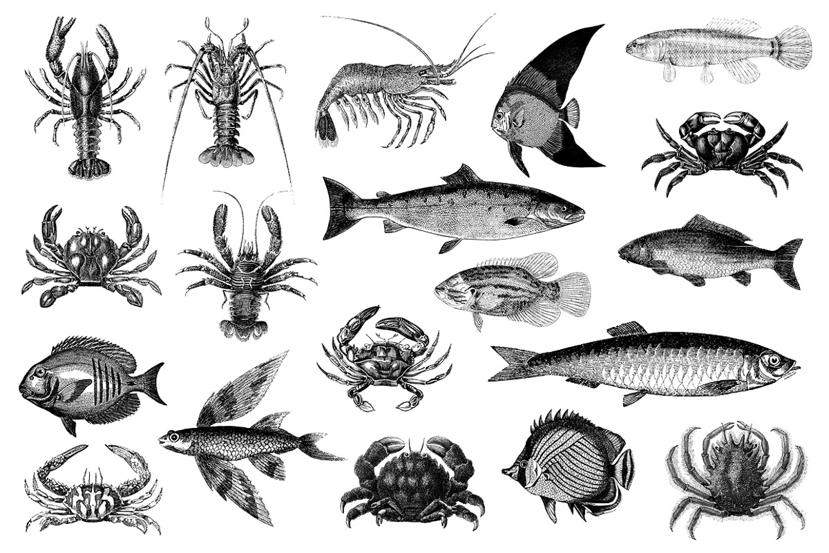 Nautical Vintage Illustrations, an Animal Illustration by hypegraphic (Photo 2 of 6)