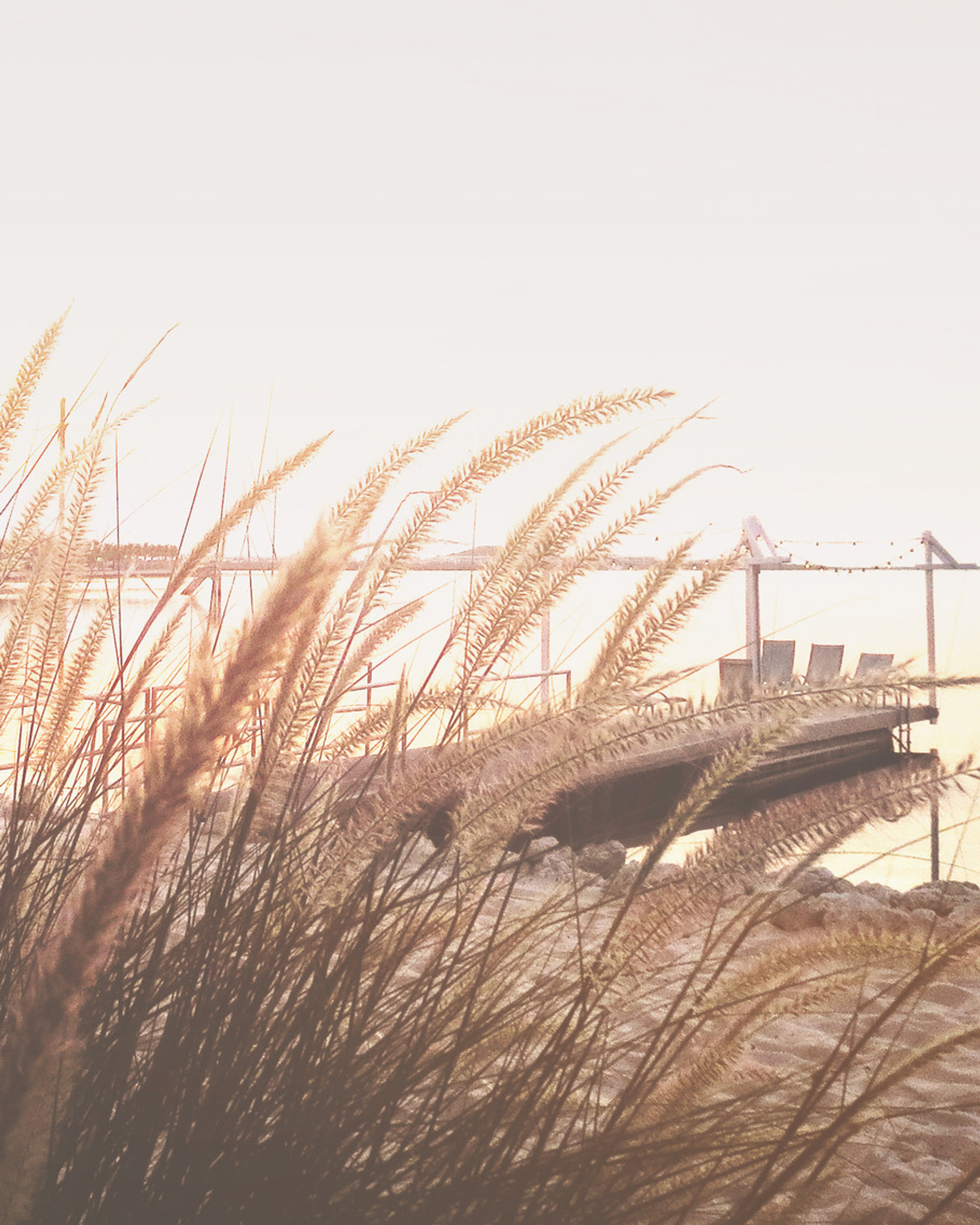 Coastal Plants at the Beach, a Background Photo by kristiangallagher