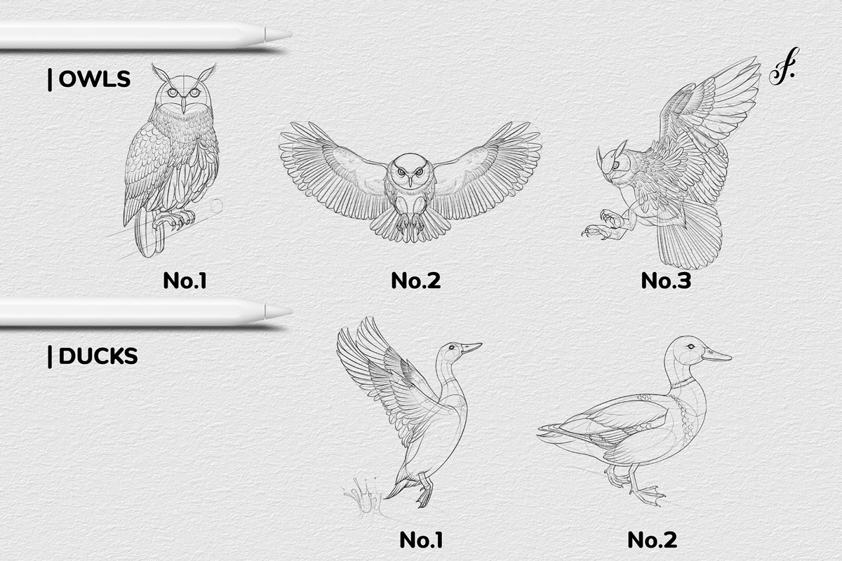 Bird Procreate Brush, a Brush Add-On by Freya.art Illustrations (Photo 5 of 9)