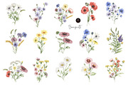 Watercolor Field Flowers Collection, a Decorative Illustration by MayaNavits (Thumbnail 6 of 16)