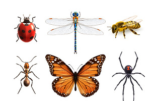 Insects Realistic Icons Set