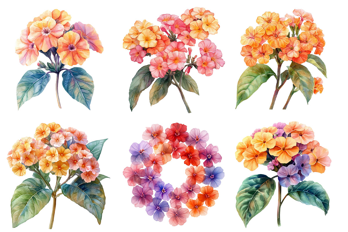 Watercolor Lantana Flower Clipart, an Illustration by SinaCreation (Photo 2 of 5)