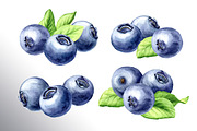 Blueberry. Watercolor collection, a Food Illustration by Daria Ustiugova (Thumbnail 4 of 25)