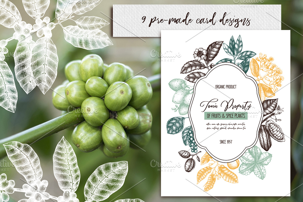 Exotic plant and fruit sketches set, a Food Illustration by Yevheniia (Photo 4 of 11)