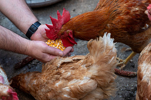 Feeding Chickens With Corn, an Animal Photo by Ales Munt