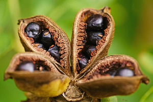 Open peony seed pod with shiny black seeds macro photo.