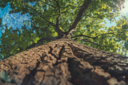 98 Trees view from below, a Nature Photo by Handmadefont (Thumbnail 2 of 98)