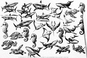 Sea Animal Procreate Brushes Stamps, a Brush Add-On by LaurenceVArtiste (Thumbnail 4 of 8)