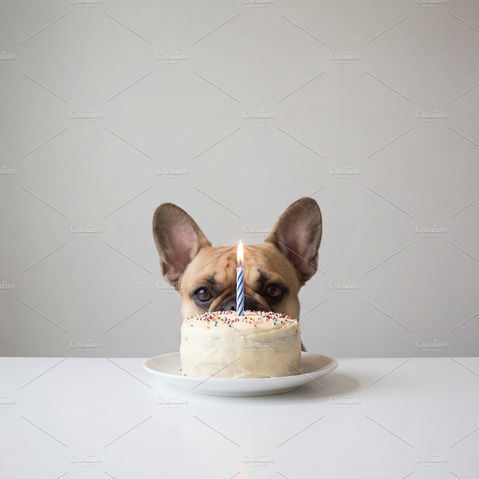 Cute French Bulldog & birthday cake, an Animal Photo by Virgo Studio