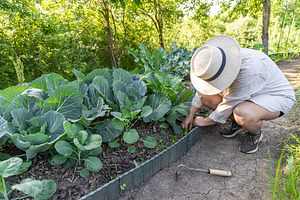 Woman farmer removing weeds, a Photo by Grafvision photography