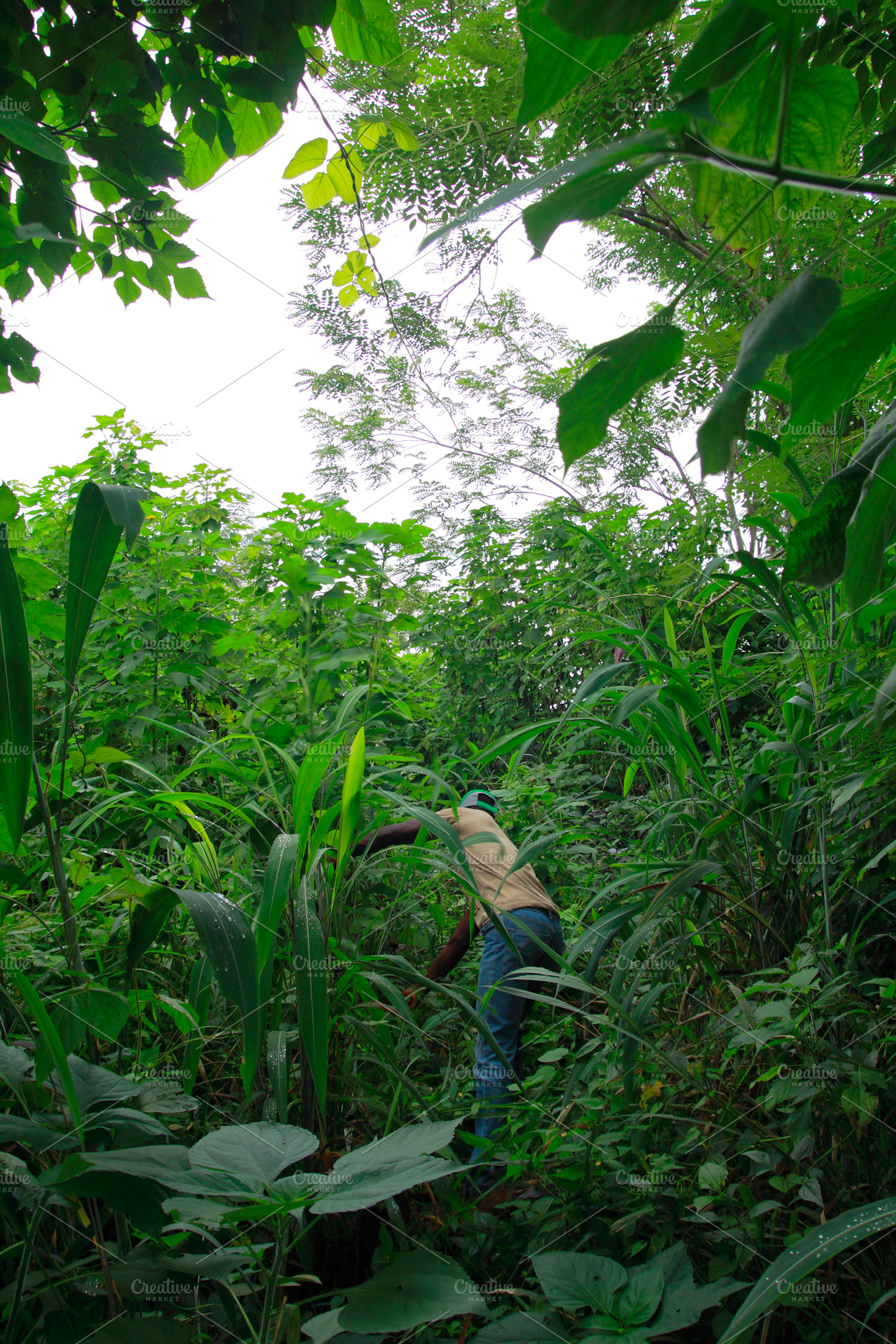 Tropical rain forest, a Nature Photo by aagafapaperiapunta