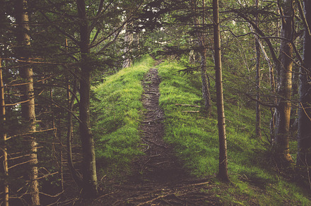 Path In The Forest Featuring Forest Path And Trees preview 6