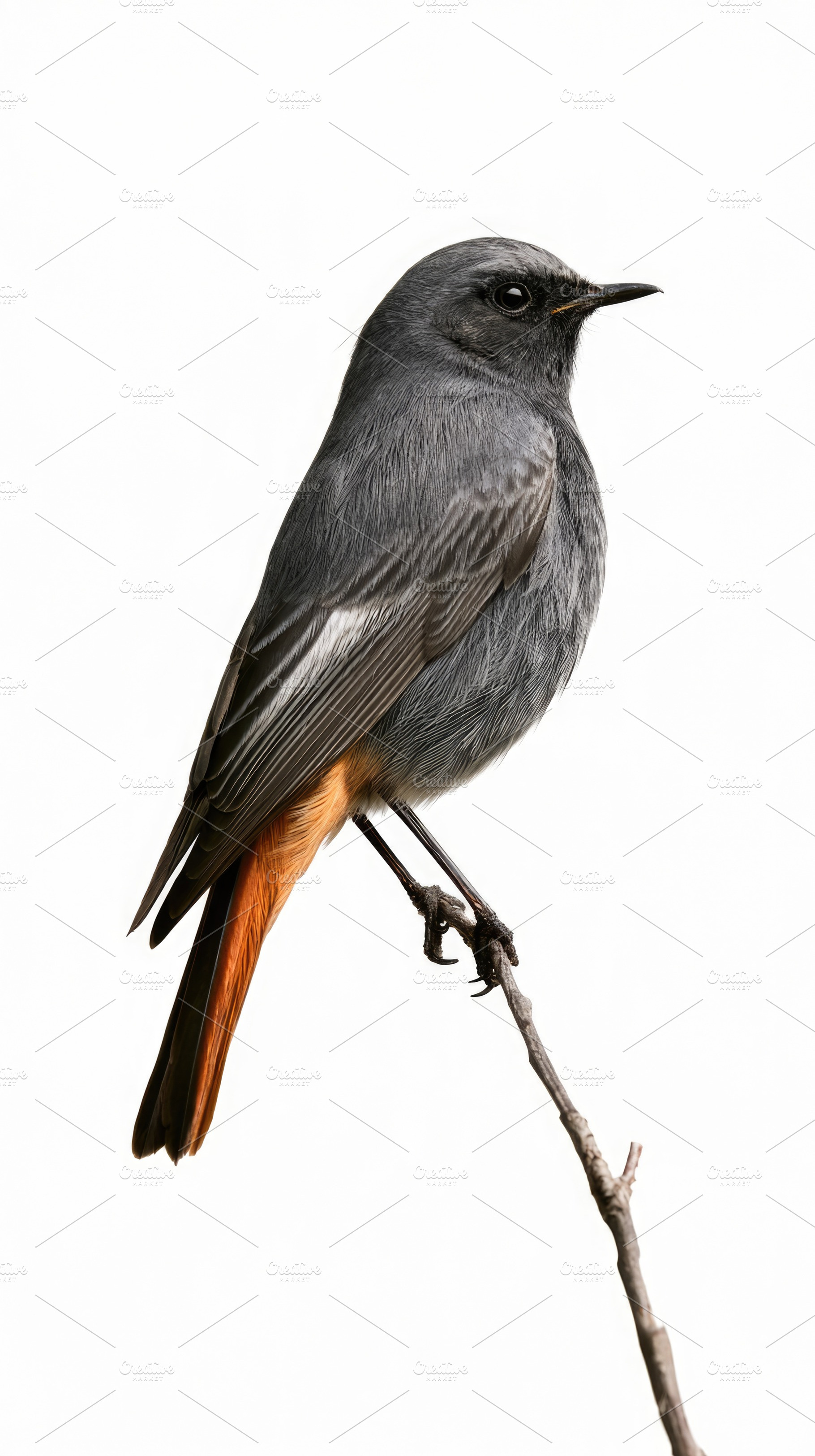 Black redstart perched on branch isolated on white background, an Animal Photo by José Manuel Gelpi