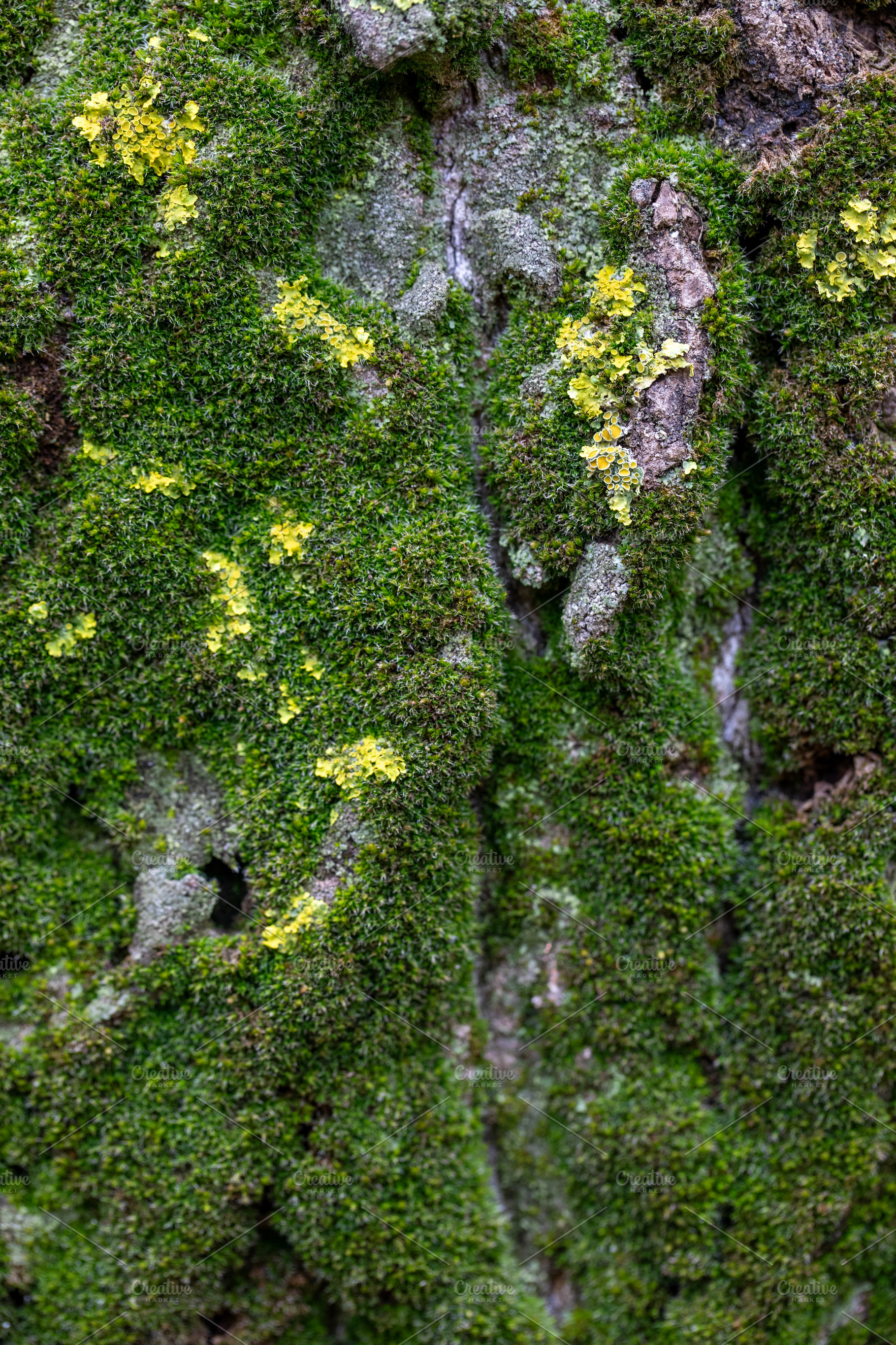 Bright green lichen and moss on sunlit tree bark, a Nature Photo by OSORIOartist