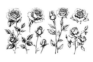 Engraving roses branches with buds, an Illustration by Stock-Smart-Start