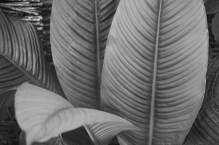 Palmleaf preview 5