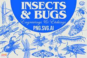 300 Vintage Insects & Bugs Etchings