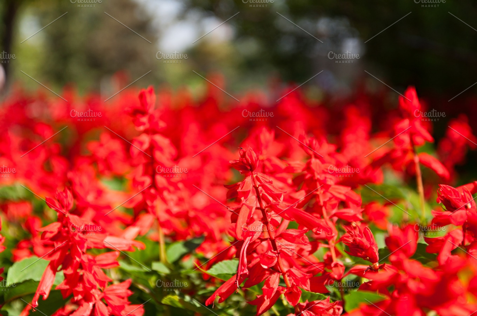 Red Flowers