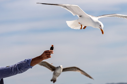 coastal gulls in full flight, an Animal Photo by Perpis