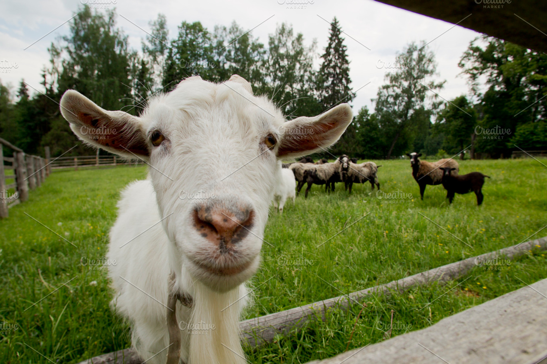 Sheep and goats stock photo containing goat and sheep