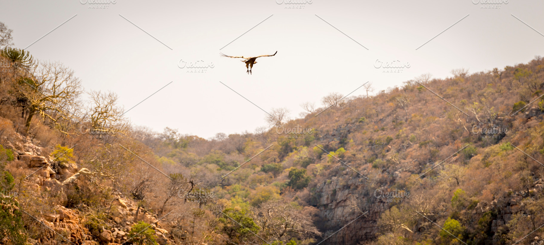 Vulture Soaring, an Animal Photo by THP Creative