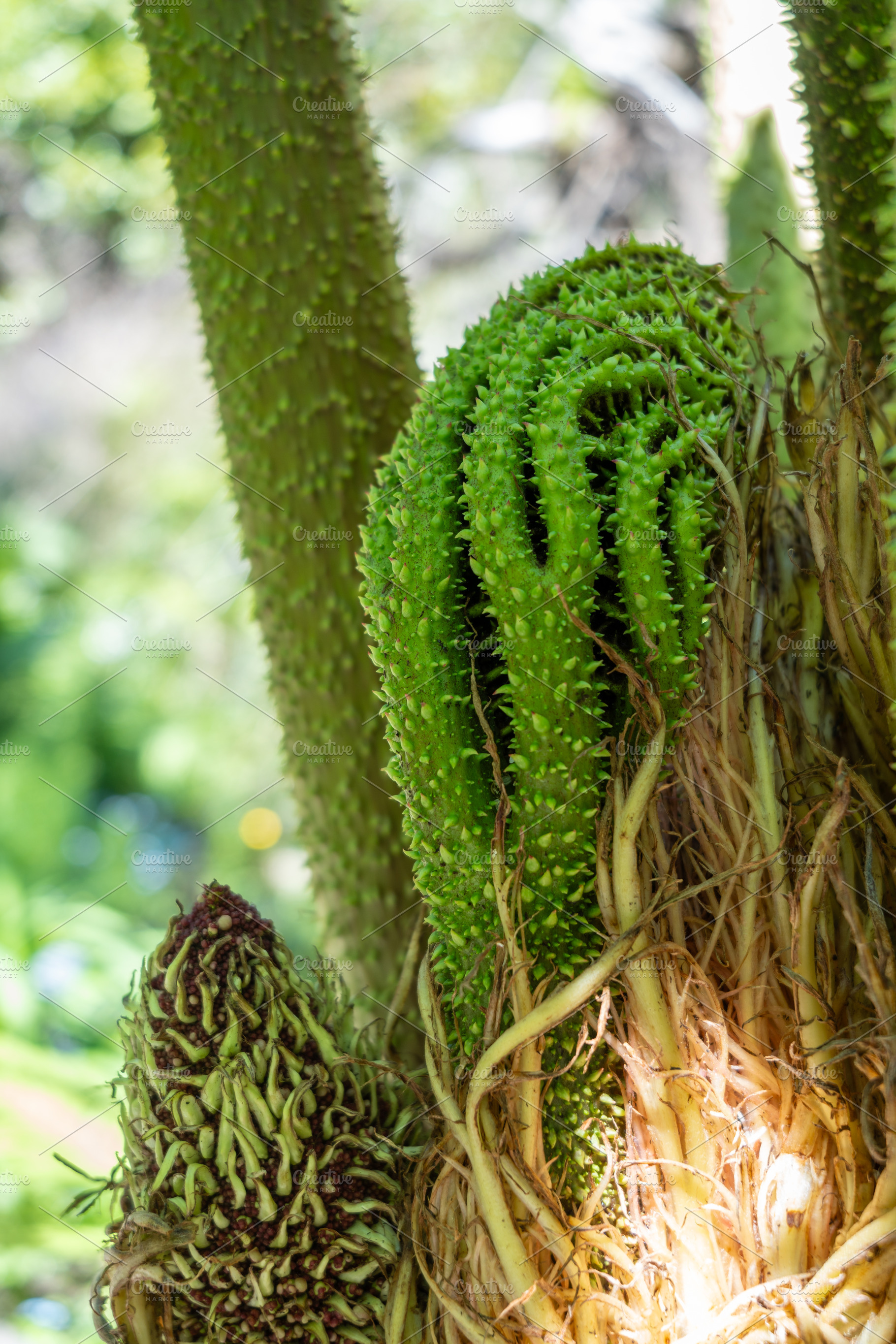 Young spiky gunnera leaf unfurling in a lush green environment, a Nature Photo by GoodGoods