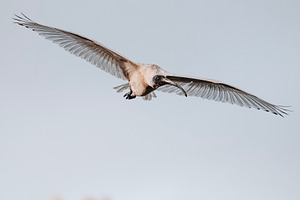 Australian White Ibis in flight, an Animal Photo by Rob D Animal Photography