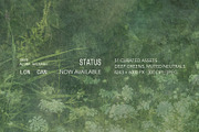 Veine Verte Botanical Backgrounds, a Background Graphic by alonahaidash (Thumbnail 3 of 20)