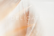 Delicate | 20 Feather Photos, a Nature Photo by Melanie Helena (Thumbnail 11 of 20)