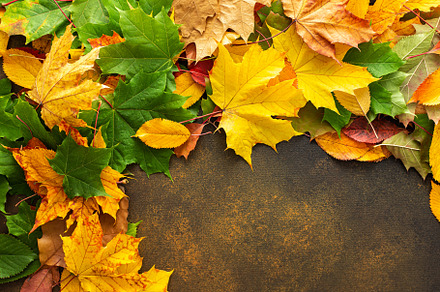 Autumn background with fallen leaves, a Nature Photo by Pandateam