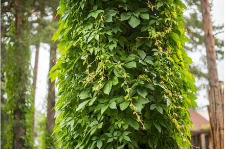 Green leaves of wild grapes on a, a Nature Photo by COLORFUL