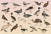 122 Vintage Illustrations of Birds, an Animal Illustration by Graphic Goods (Thumbnail 13 of 14)