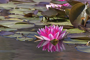 Lotus containing nature, picture, and image