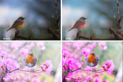 Birds Lr Presets, an Action Add-On by PandoraDreams (Thumbnail 4 of 5)