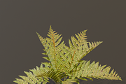 The Cinnamon Fern Bush, a Plants & Tree 3D Model by FuturePastCreatives (Thumbnail 5 of 13)