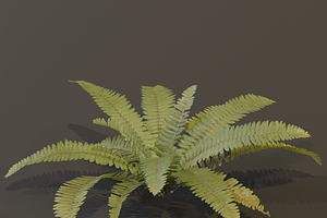 A realistic 3D fern, a Plants & Tree 3D Model by FuturePastCreatives
