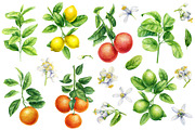 Fruits and berries, an Illustration by Hanna Hryharenka (Thumbnail 10 of 16)
