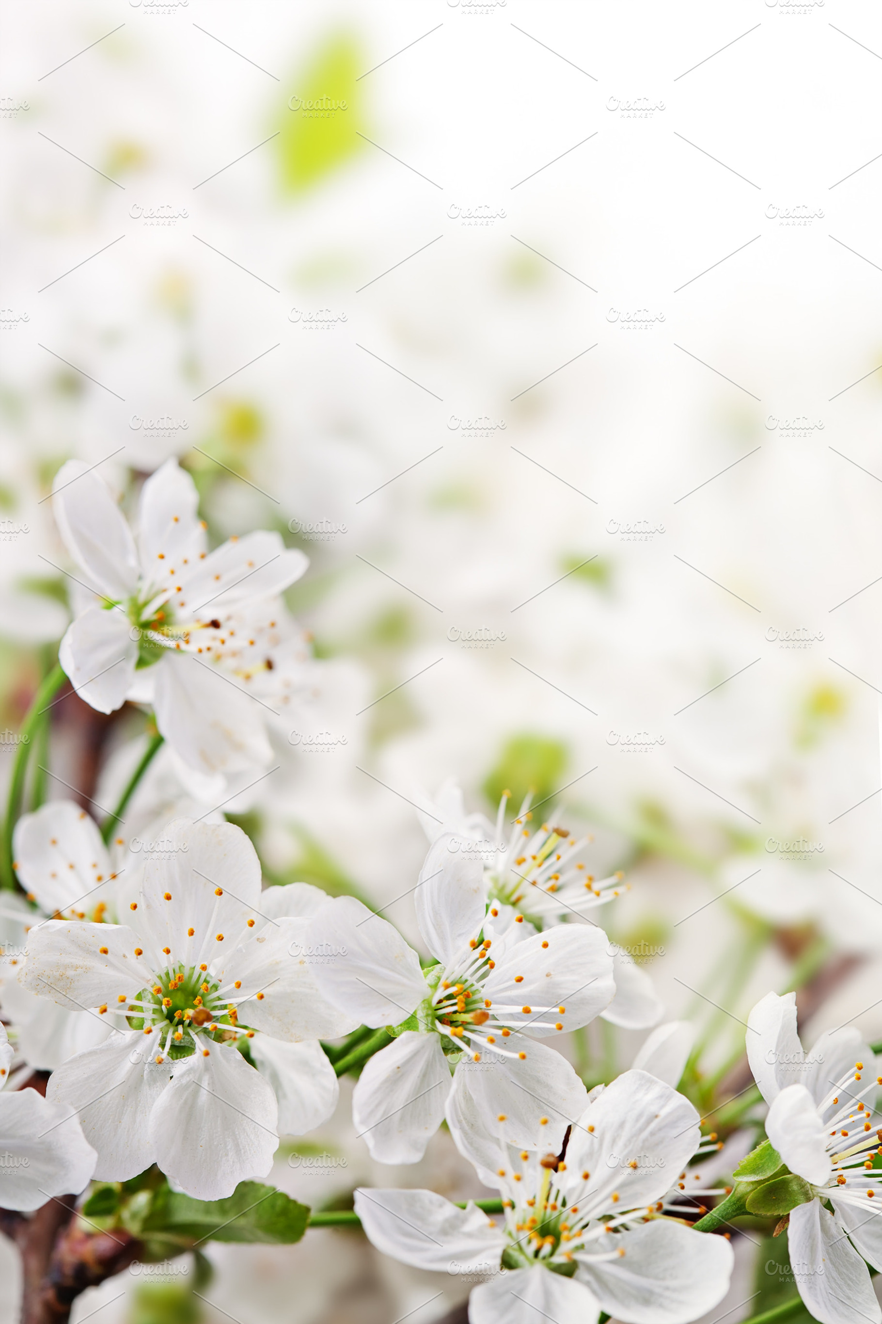 Spring Flowers On Light Background