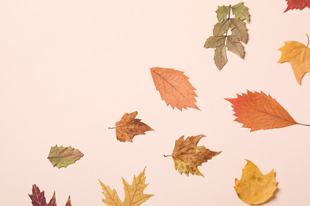 Different Autumn leaves, top view and space for text, a Nature Photo by AtlasStudio
