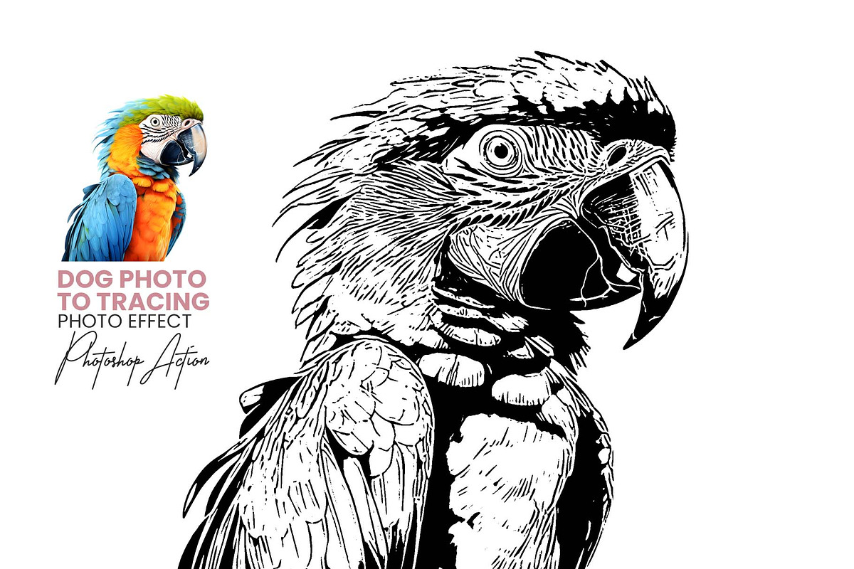 Animal Photo to Tracing, an Action Add-On by MRI STUDIO (Photo 1 of 10)