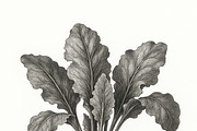 20 Botanical Vegetables Vintage Ink, a Food Illustration by Virgo Studio (Thumbnail 3 of 8)