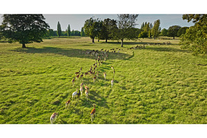 Herd of fallow deer walking in line, an Animal Photo by Goinyk