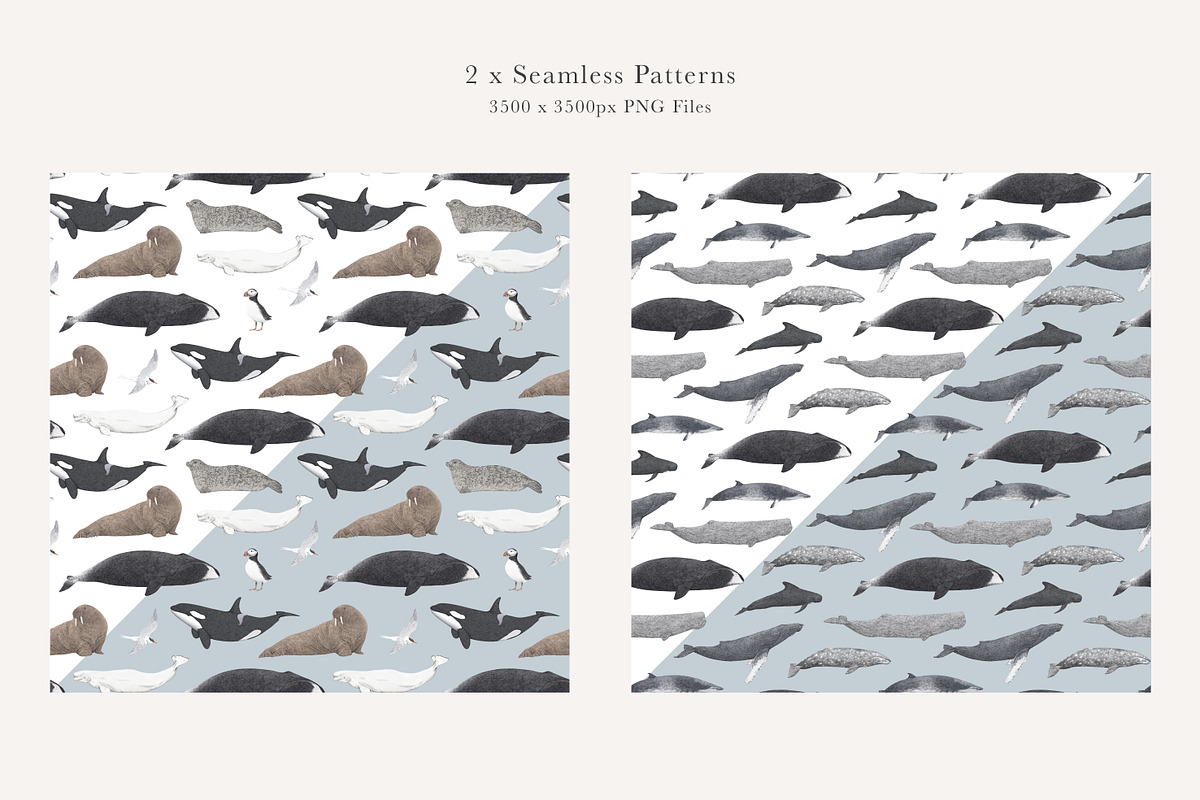 Ocean Species Set - Hand-drawn PNGs, an Animal Illustration by LaurenFittonIllustration (Photo 4 of 10)