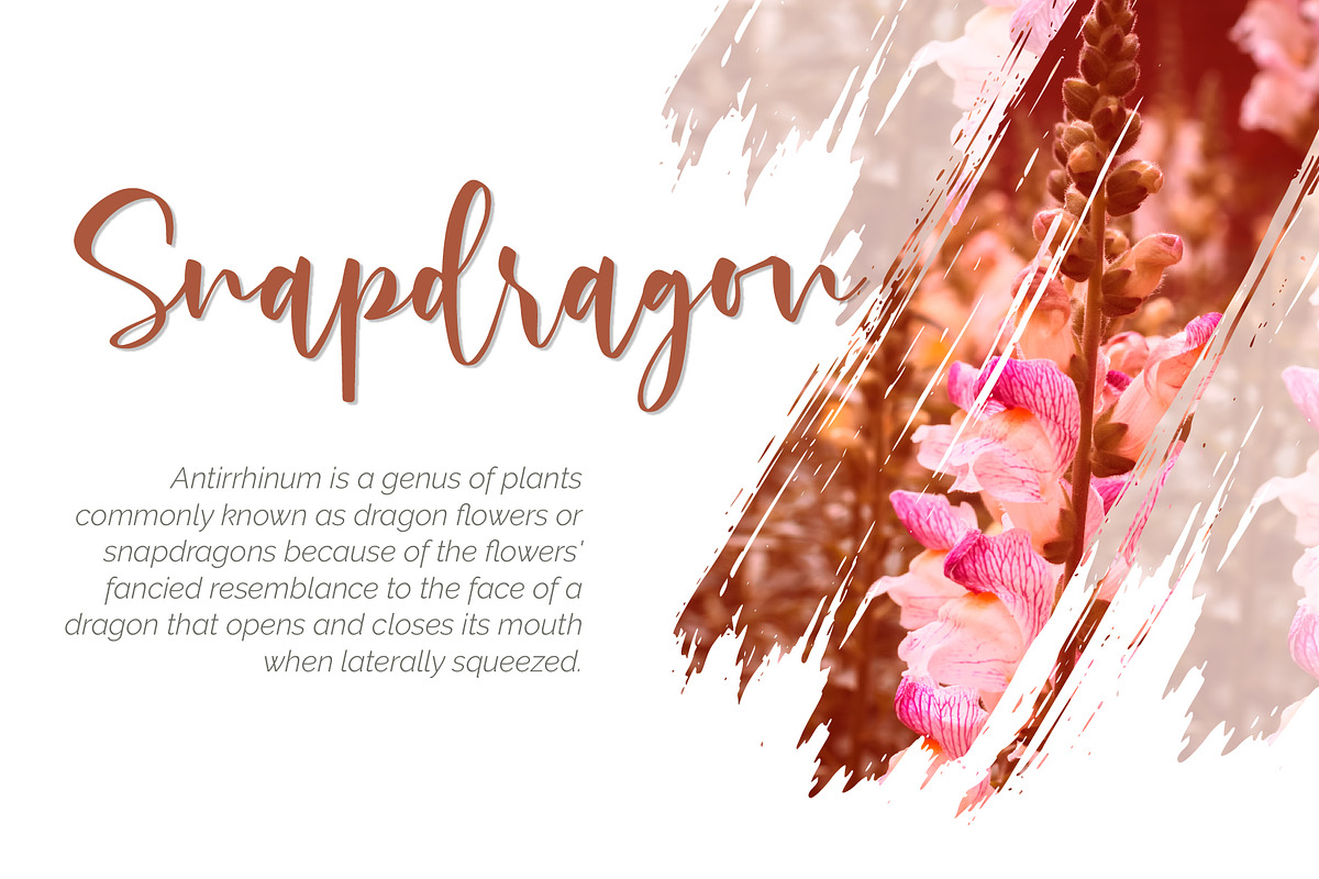 Rossi Mithori - Beautiful, a Script Font by Monoco Type Foundry (Photo 5 of 11)