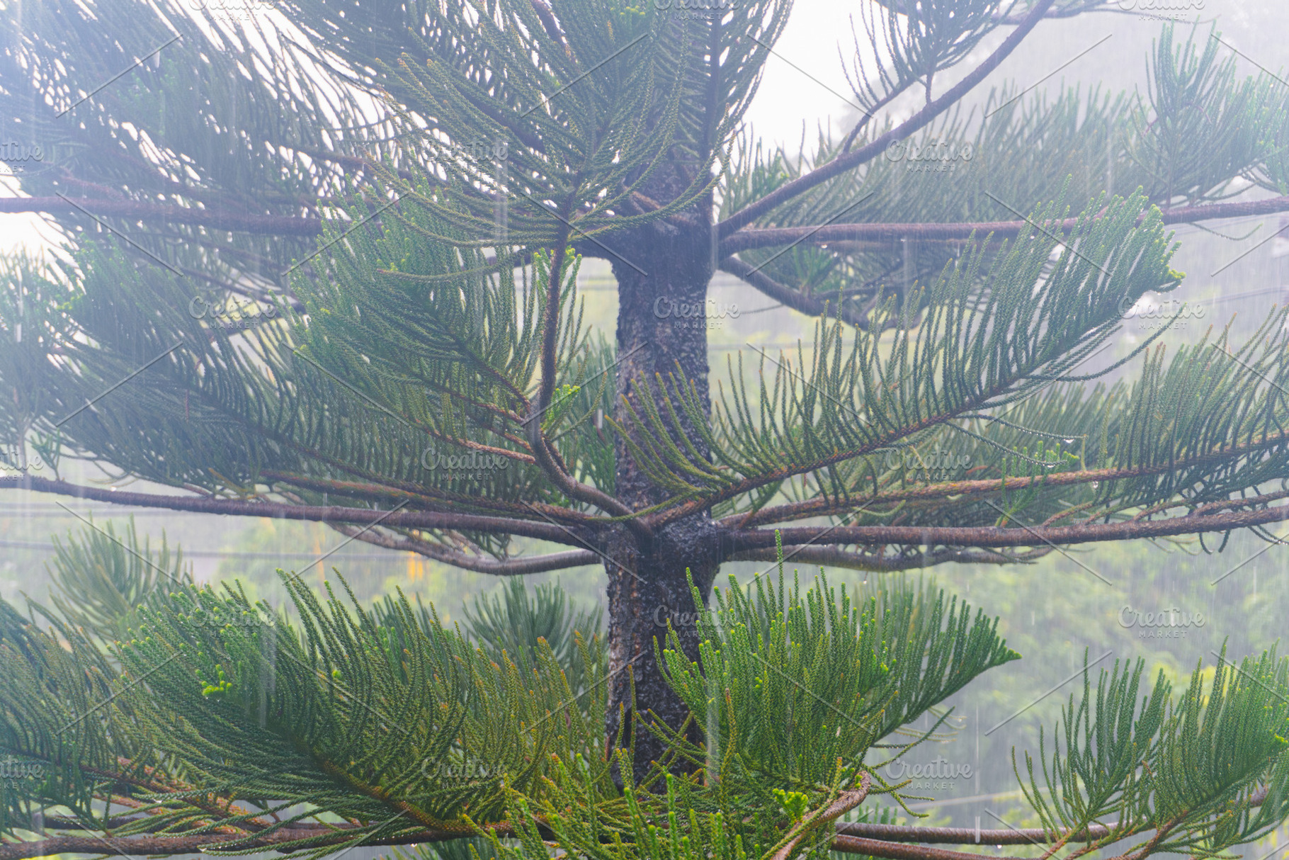A lone pine tree stands in the fog, a Photo by AMMi